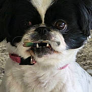 Ellie joined the competition — help win amazing prizes! dog, black_and_white, pet, close_up, collar, animal, fur, face, mouth, teeth, curious, indoors, cute, small_dog, expression, whiskers, nose, eye, canine, companion