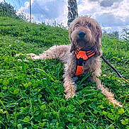 Bonnie participe au concours pour gagner de l'argent avec cette photo : dog, outdoor, grass, greenery, harness, leash, cloudy_sky, nature, pet, animal, relaxed, summer, field, canine, flora, daytime, scenic, sitting, fur, park