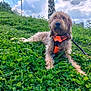 dog, outdoor, grass, greenery, harness, leash, cloudy_sky, nature, pet, animal, relaxed, summer, field, canine, flora, daytime, scenic, sitting, fur, park