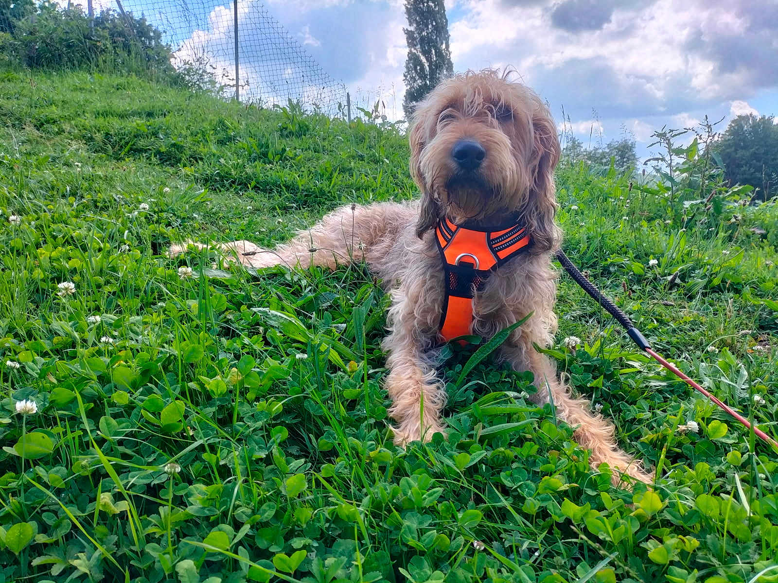 Bonnie participe au concours pour gagner de l'argent avec cette photo : dog, outdoor, grass, greenery, harness, leash, cloudy_sky, nature, pet, animal, relaxed, summer, field, canine, flora, daytime, scenic, sitting, fur, park