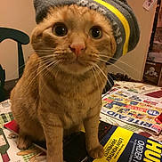 Lucky is registered to the contest to win money with this photo: cat, ginger_cat, pet, beanie, hat, whiskers, large_eyes, close_up, portrait, paws, table, magazine, catalog, paper, indoor, chair, furniture, curious, domestic, cute