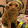 cat, ginger_cat, pet, beanie, hat, whiskers, large_eyes, close_up, portrait, paws, table, magazine, catalog, paper, indoor, chair, furniture, curious, domestic, cute