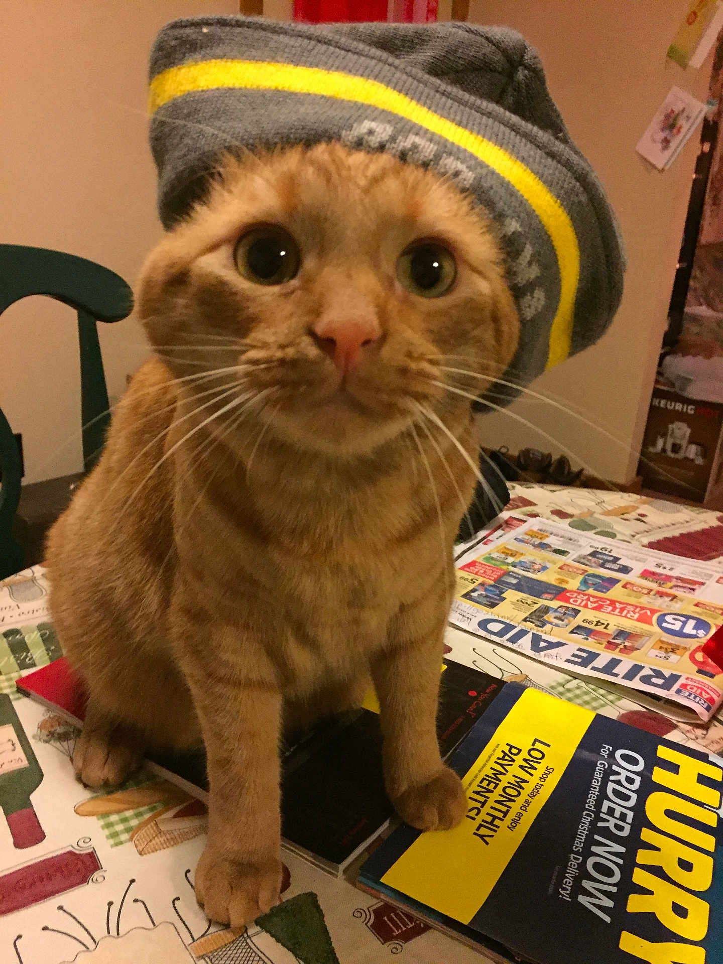 Lucky is registered to the contest to win money with this photo: cat, ginger_cat, pet, beanie, hat, whiskers, large_eyes, close_up, portrait, paws, table, magazine, catalog, paper, indoor, chair, furniture, curious, domestic, cute