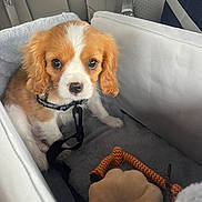 Quarters Malachi joined the competition — help win amazing prizes! puppy, dog, car_seat, toy, blanket, leash, brown_and_white, cute, pet, indoor, seatbelt, travel, companion, young_dog, fur, ears, eyes, animal, domestic_animal, comfort