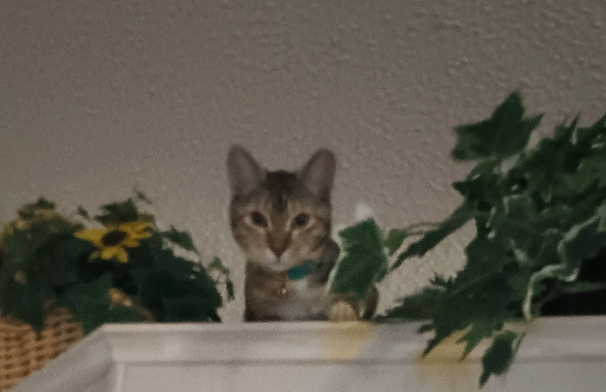 Tabby joined the competition — help win amazing prizes! art, carnivore, cat, domestic_short_haired_cat, felidae, fur, grass, photo_caption, plant, room, small_to_medium_sized_cats, snout, tail, terrestrial_animal, tree, whiskers, wildlife, window, wood