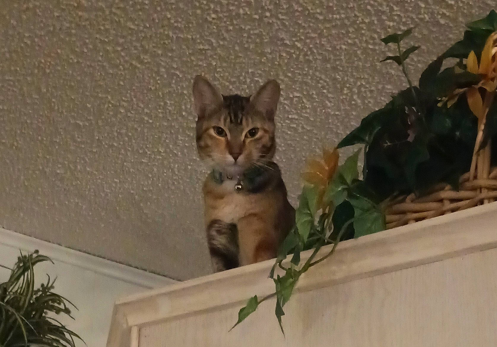 Tabby is registered to the contest to win money with this photo: brown, carnivore, cat, domestic_short_haired_cat, facade, fawn, felidae, grass, plant, small_to_medium_sized_cats, tail, terrestrial_animal, twig, whiskers, wildlife, wood