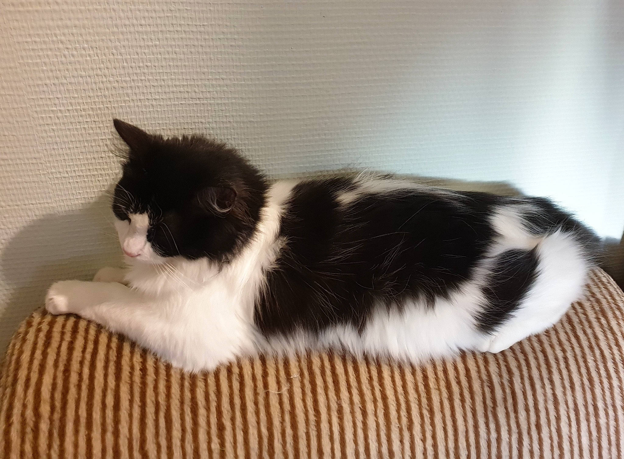 Zoé a rejoint le concours — aidez-le/la à gagner de superbes lots ! carnivore, cat, comfort, domestic_short_haired_cat, felidae, flooring, fur, hardwood, small_to_medium_sized_cats, tail, terrestrial_animal, whiskers, wood