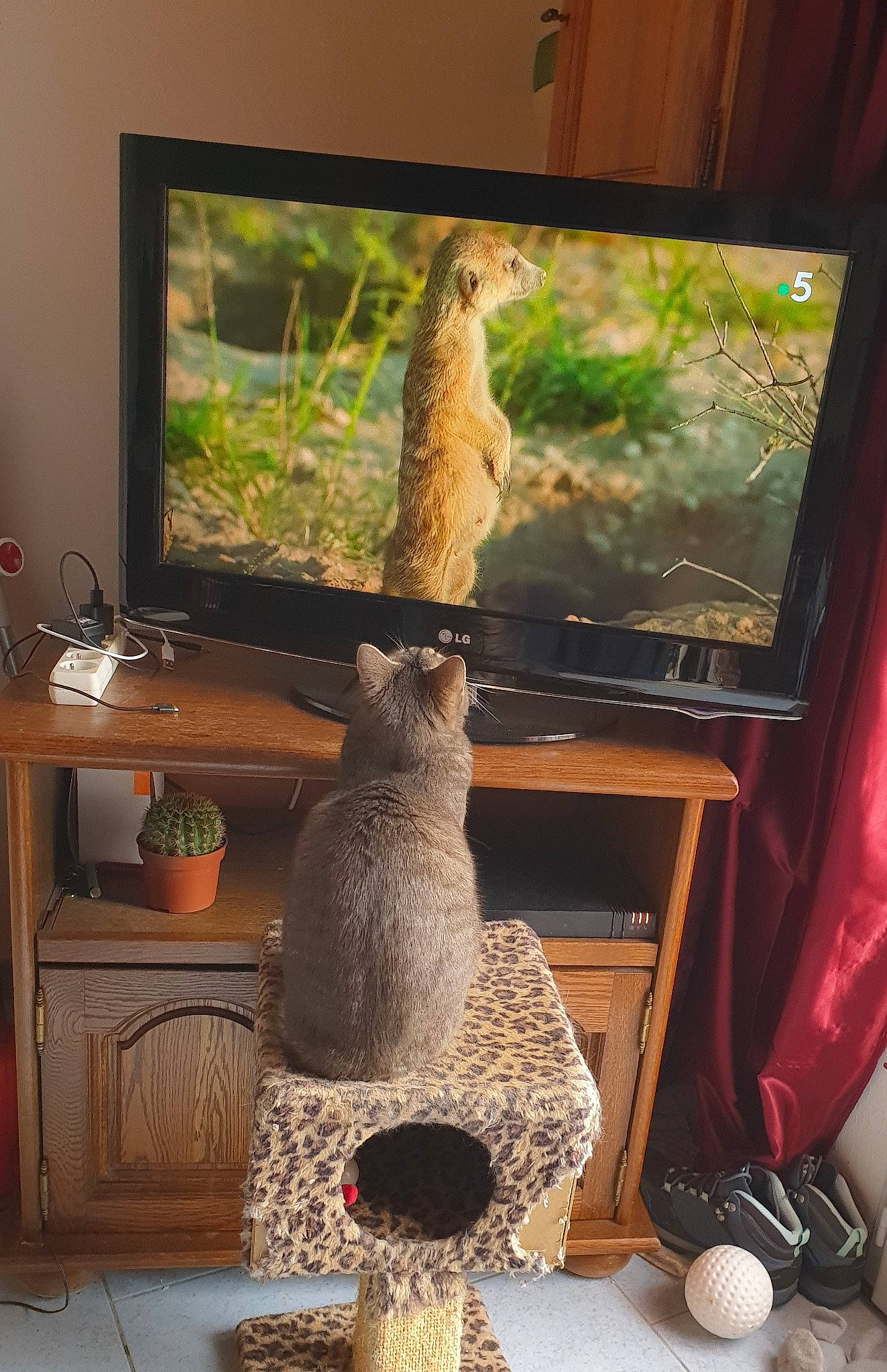 Seth participe au concours pour gagner de l'argent avec cette photo : art, cat_supply, display_device, fawn, felidae, hat, houseplant, interior_design, lamp, living_room, mammal, plant, room, shelf, shelving, small_to_medium_sized_cats, tail, tree, window, wood