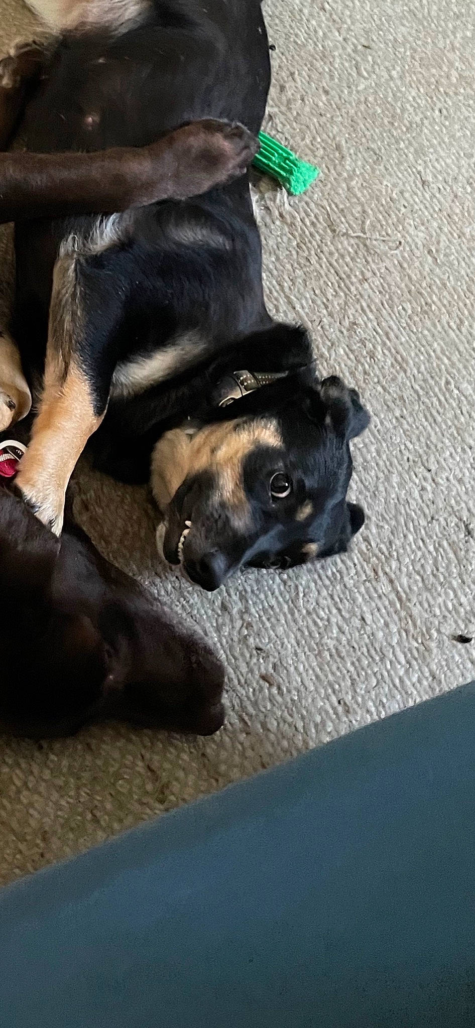 Gabby is registered to the contest to win money with this photo: asphalt, canidae, carnivore, companion_dog, dog, dog_breed, fawn, fur, guard_dog, paw, road_surface, snout, sporting_group, street_dog, terrestrial_animal, watch, working_animal, working_dog