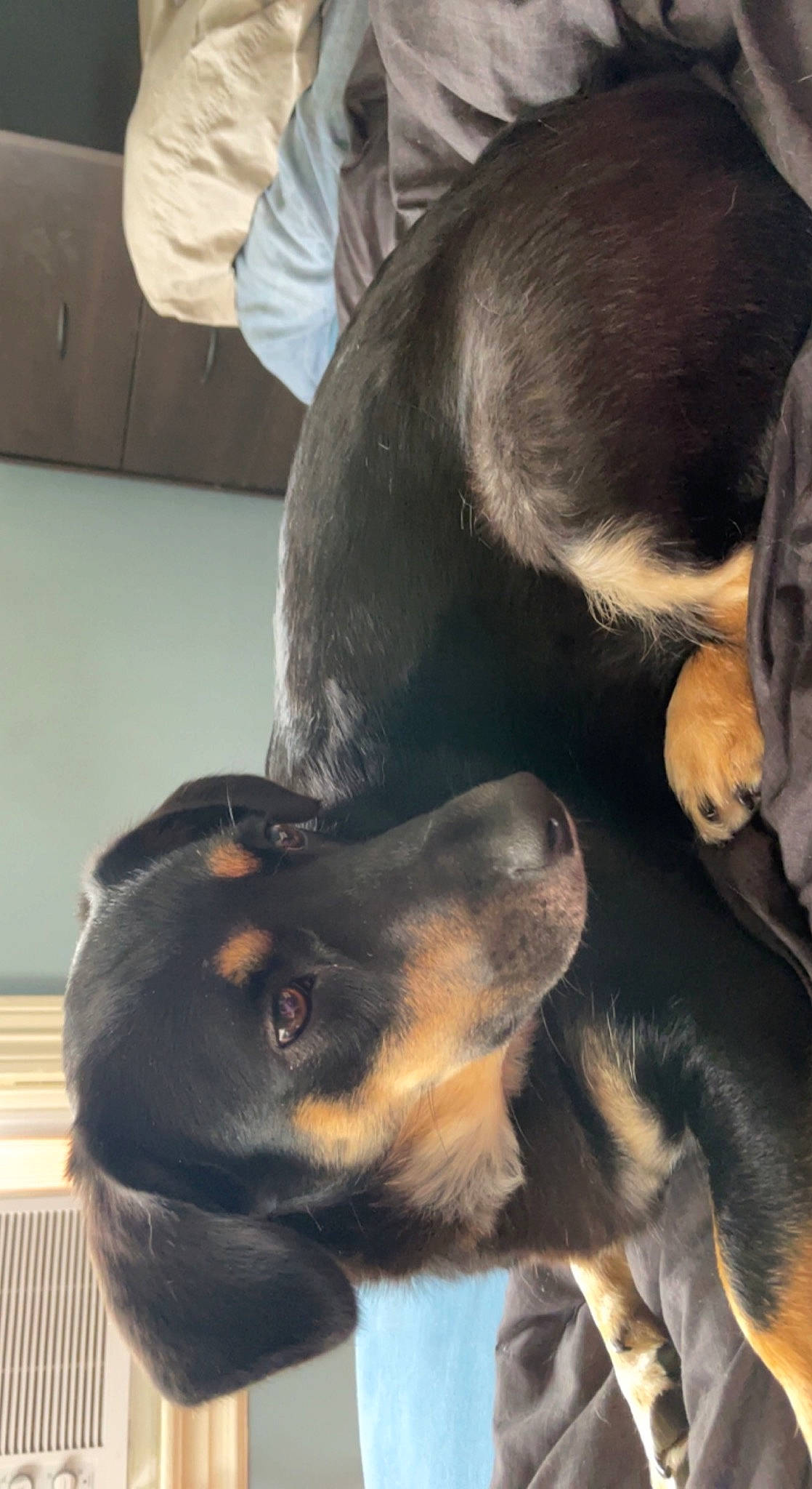 Gabby is registered to the contest to win money with this photo: austrian_black_and_tan_hound, canidae, carnivore, comfort, companion_dog, dog, dog_breed, ear, fur, guard_dog, heat, nap, paw, rottweiler, snout, sporting_group, tail, whiskers, working_animal, working_dog