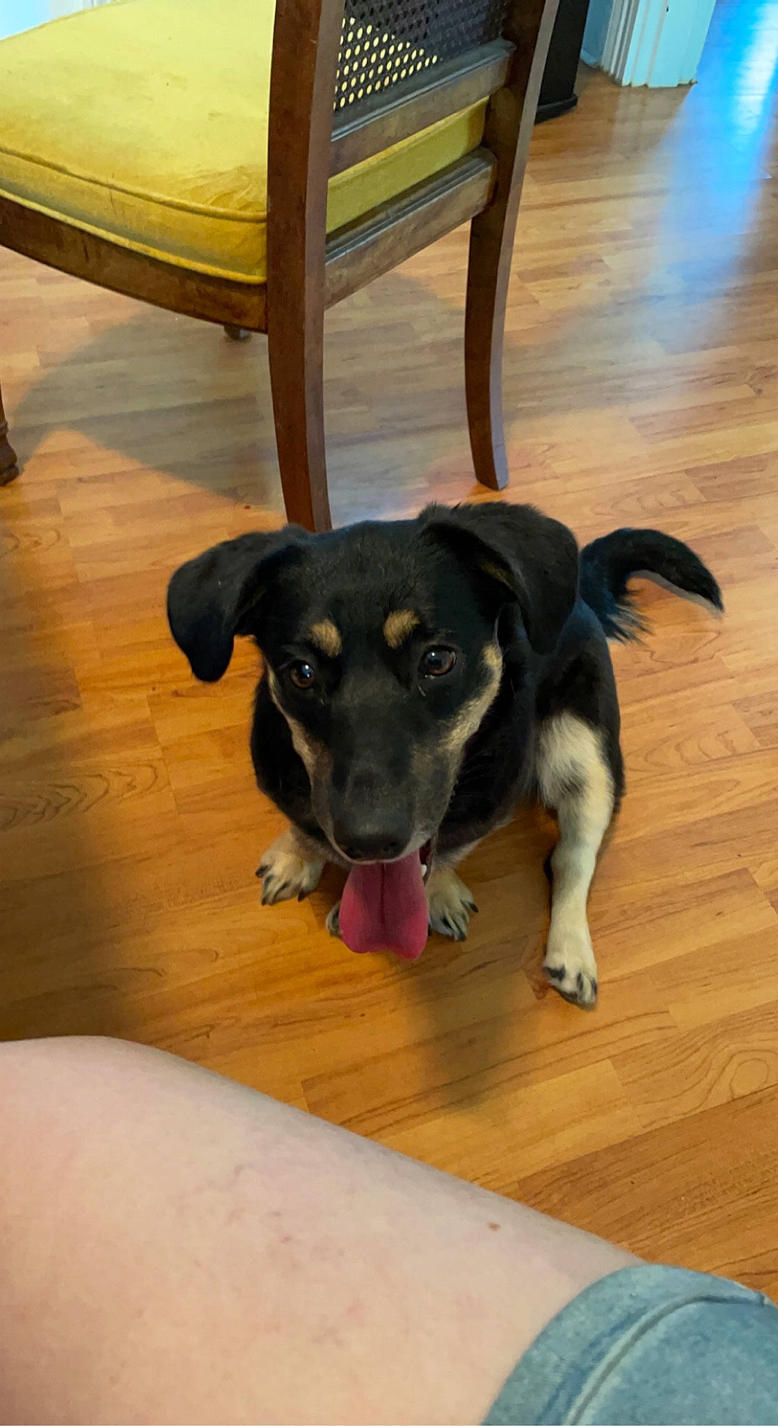 Gabby is registered to the contest to win money with this photo: carnivore, chair, companion_dog, dog, dog_breed, floor, flooring, fur, hardwood, laminate_flooring, paw, snout, sporting_group, terrestrial_animal, varnish, whiskers, wood, wood_flooring, wood_stain, working_animal