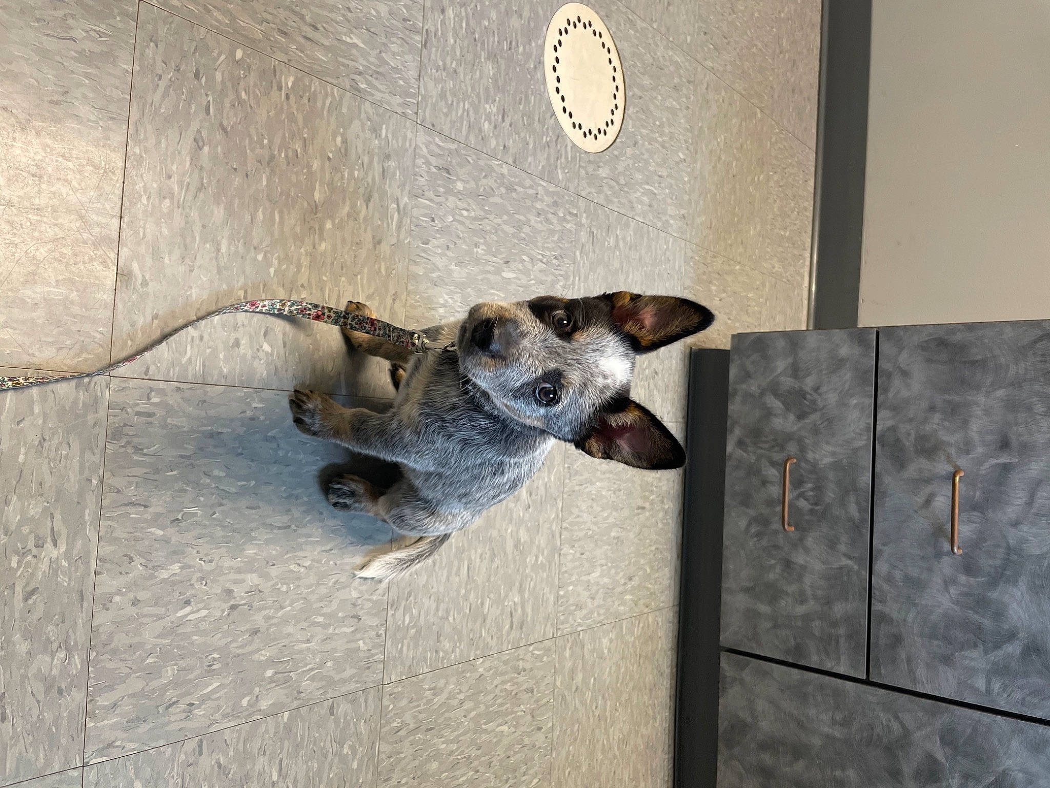 Rosie joined the competition — help win amazing prizes! carnivore, ceiling, circle, concrete, dog, dog_breed, floor, flooring, metal, paw, shadow, snout, tail, tile, wall, wood