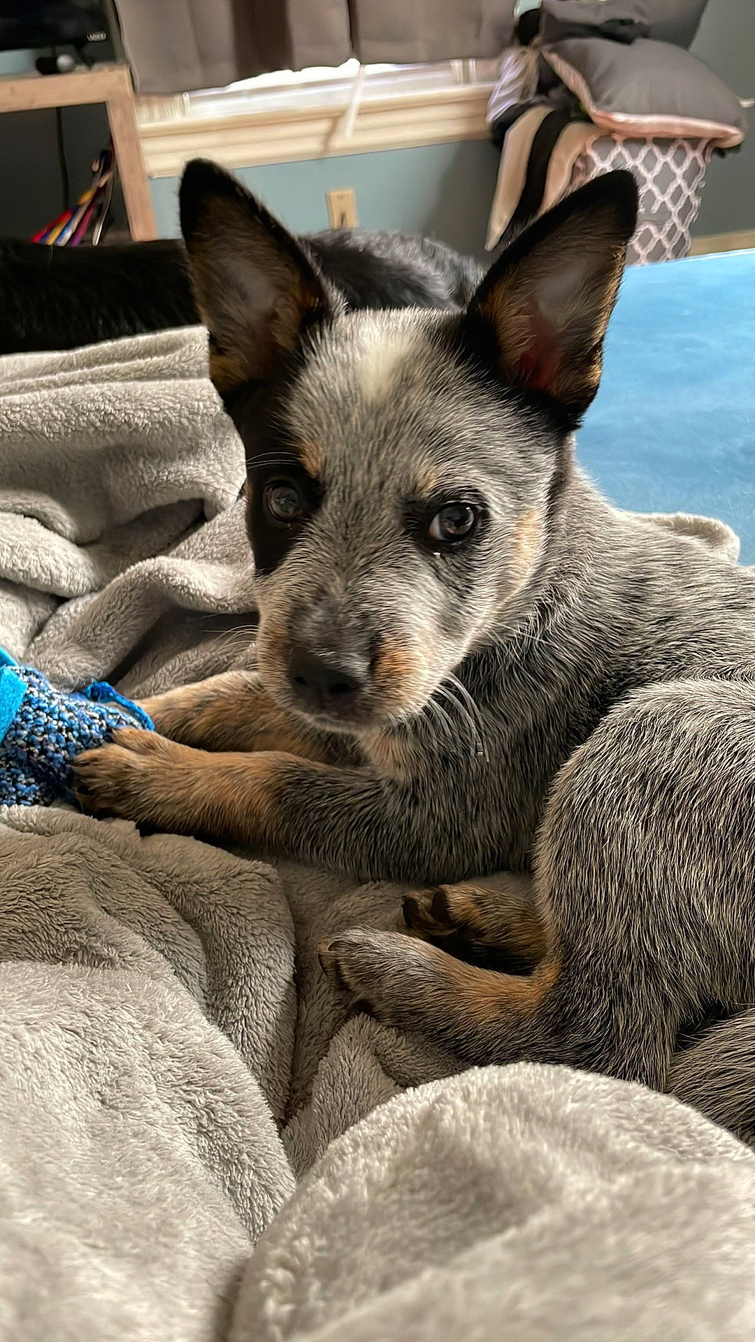 Rosie is registered to the contest to win money with this photo: blue, canidae, carnivore, comfort, companion_dog, couch, dog, dog_breed, fawn, fur, grey, koolie, non_sporting_group, snout, sporting_group, terrestrial_animal, texas_heeler, whiskers, working_animal, working_dog