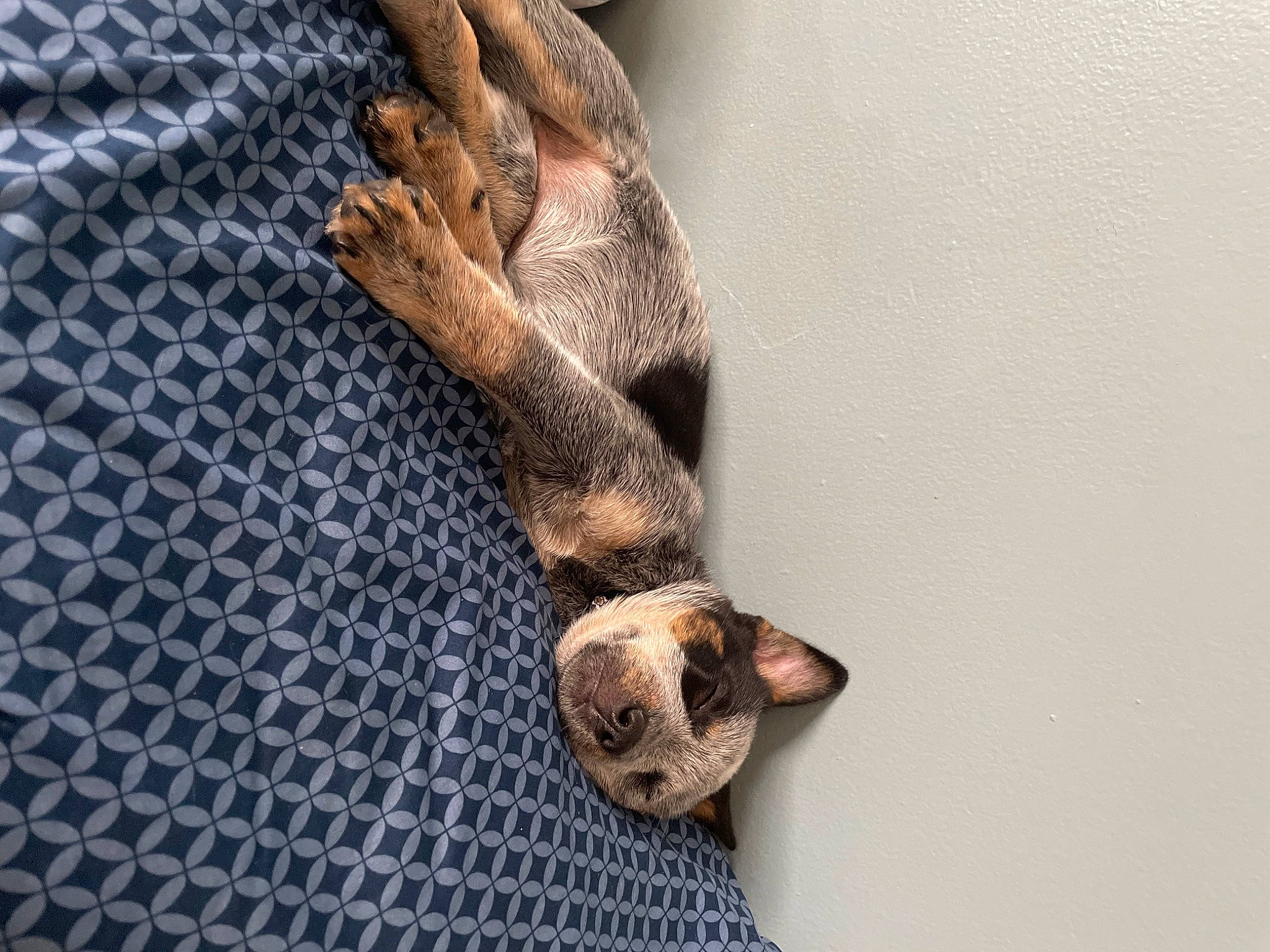 Rosie is registered to the contest to win money with this photo: art, canidae, claw, fawn, felidae, fur, gesture, gunny_sack, mesh, metal, pattern, plant, small_to_medium_sized_cats, snout, sporting_group, tail, tree, whiskers, wood, woven_fabric