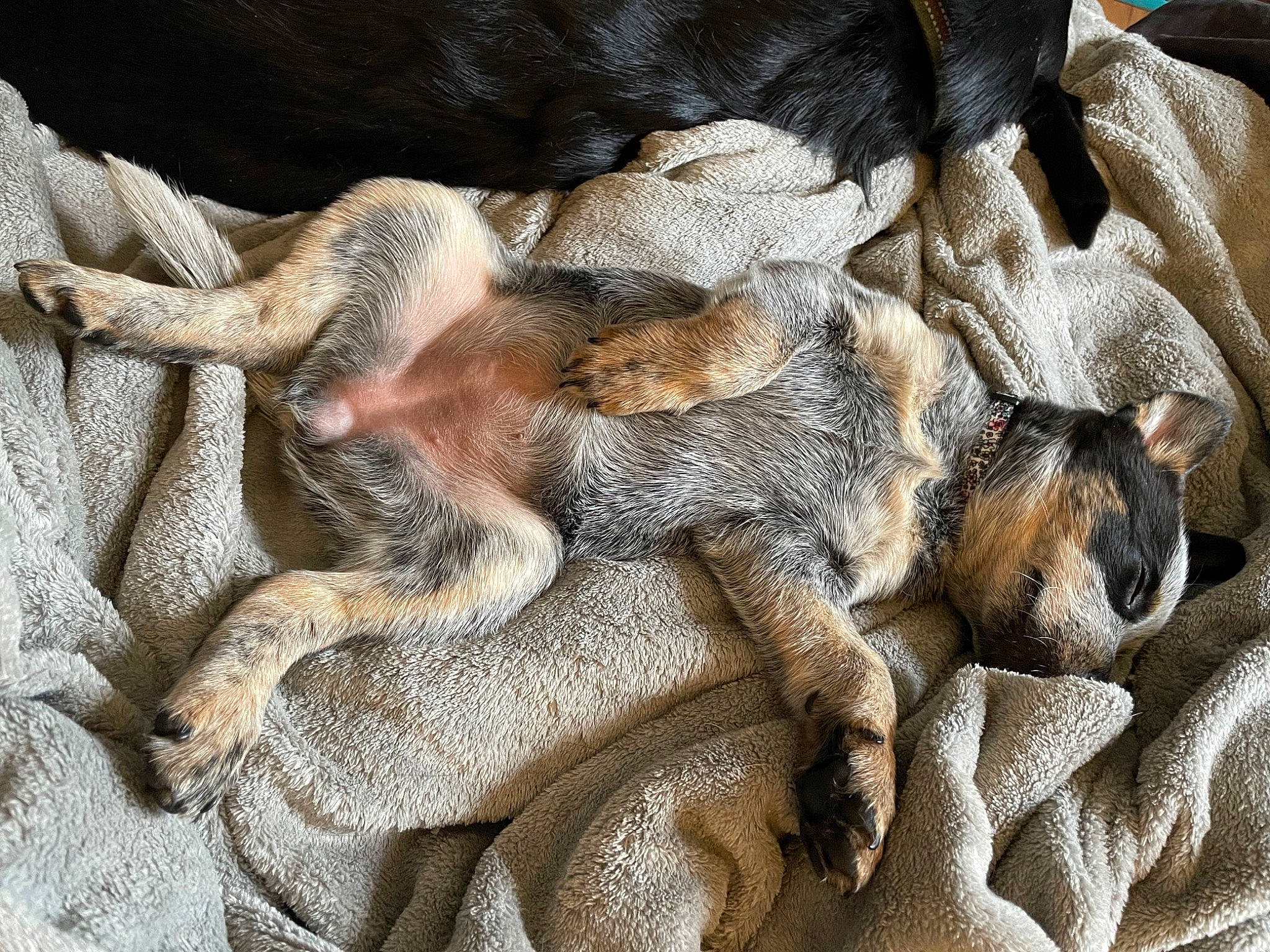 Rosie is registered to the contest to win money with this photo: art, claw, close_up, fur, grey, metal, pattern, plant, relief, rock, vertebrate, wood, wool, woolen, woven_fabric