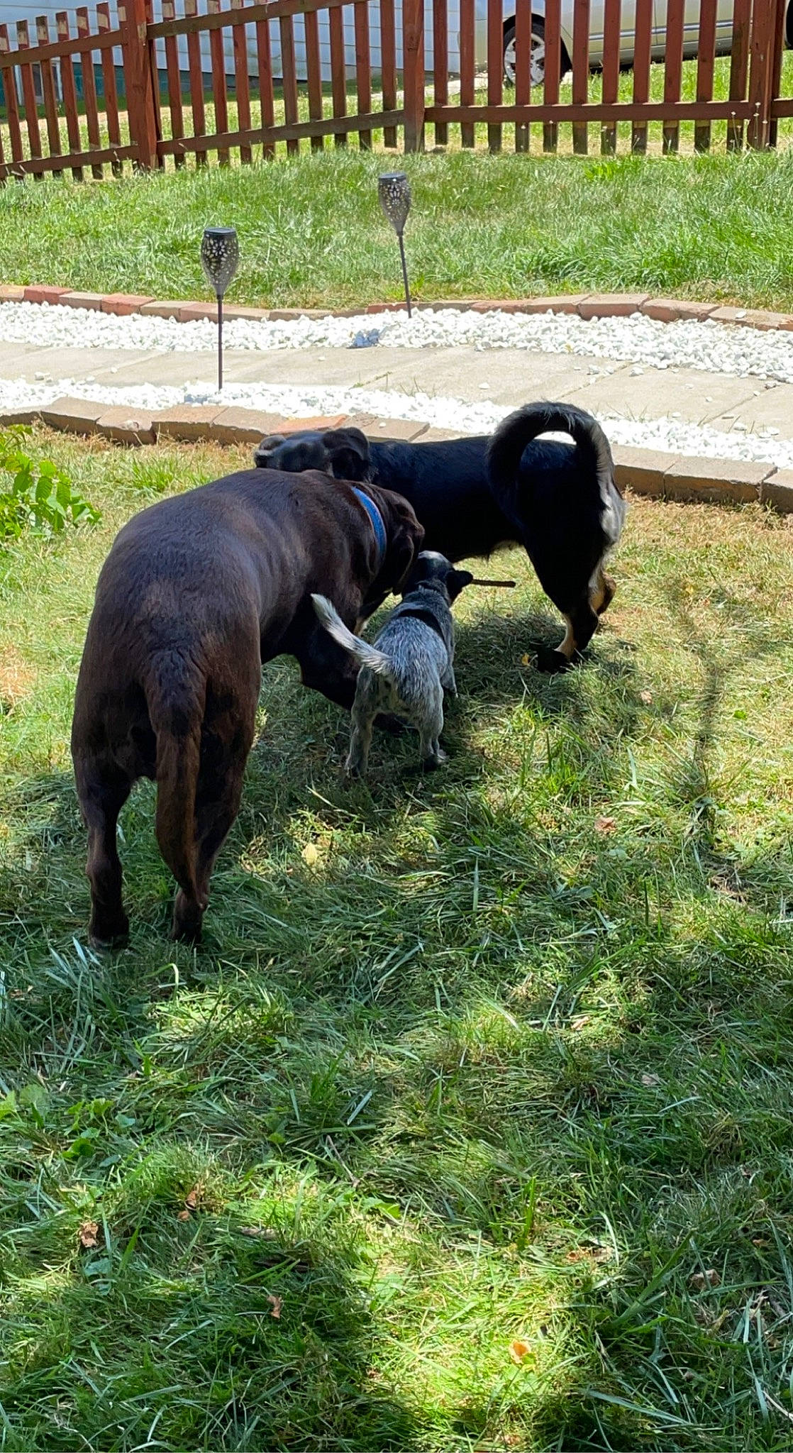 Apollo joined the competition — help win amazing prizes! bovine, canidae, carnivore, companion_dog, dog, dog_breed, fawn, grass, grassland, grazing, groundcover, guard_dog, livestock, pasture, plant, snout, sporting_group, tail, terrestrial_animal, working_animal