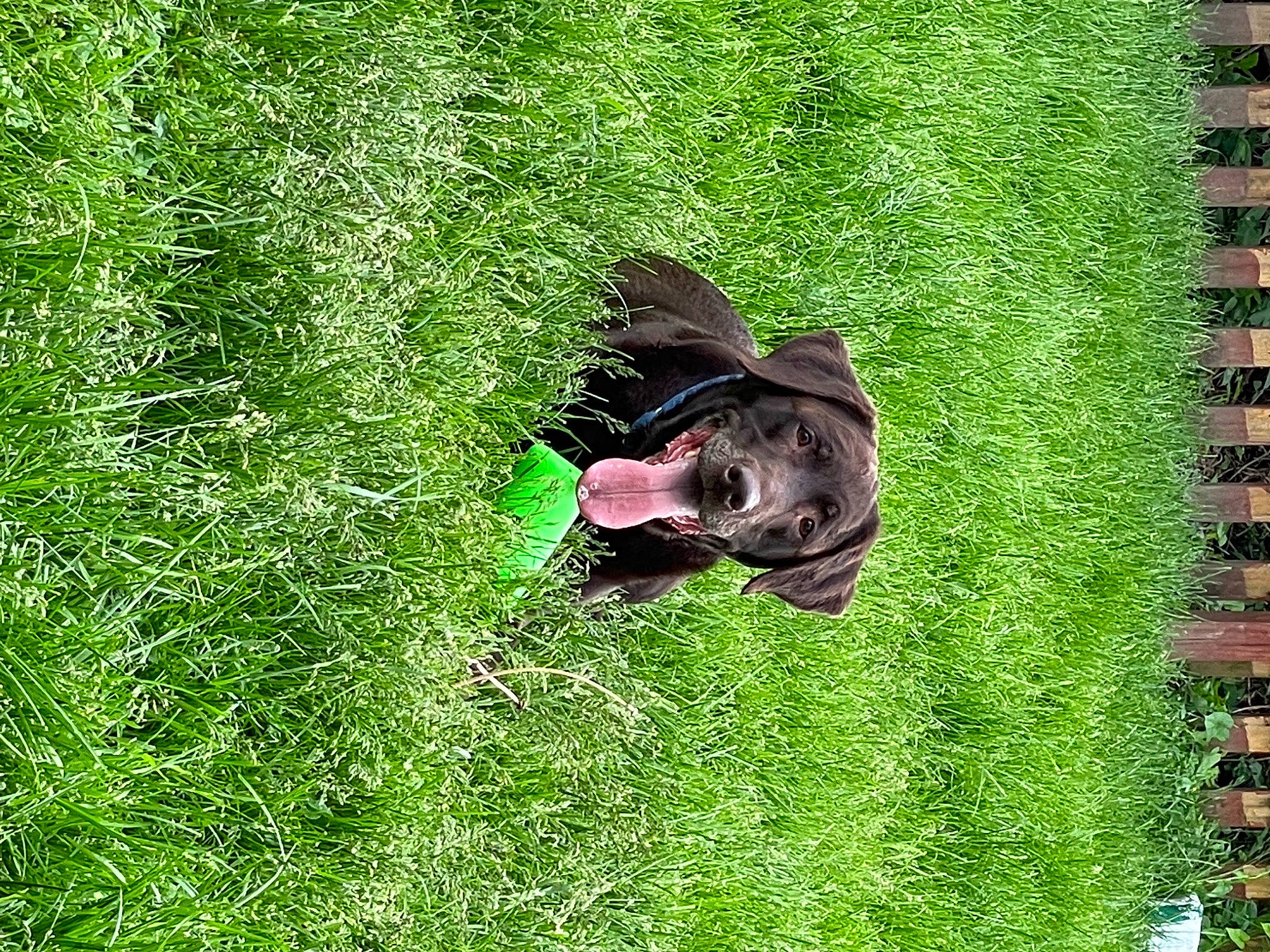 Apollo is registered to the contest to win money with this photo: canidae, carnivore, companion_dog, dog, dog_breed, grass, grass_family, grassland, green, groundcover, lawn, meadow, pasture, people_in_nature, plant, shrub, terrestrial_plant, tree, water, working_animal