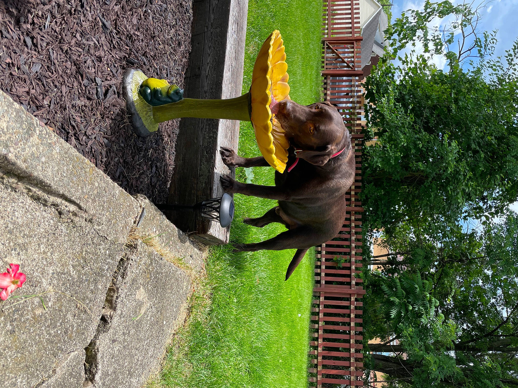 Apollo joined the competition — help win amazing prizes! asphalt, automotive_wheel_system, botany, canidae, carnivore, concrete, dinosaur, dog, felidae, glove, grass, plant, road_surface, sporting_group, tail, terrestrial_animal, tree, trunk, wildlife, wood