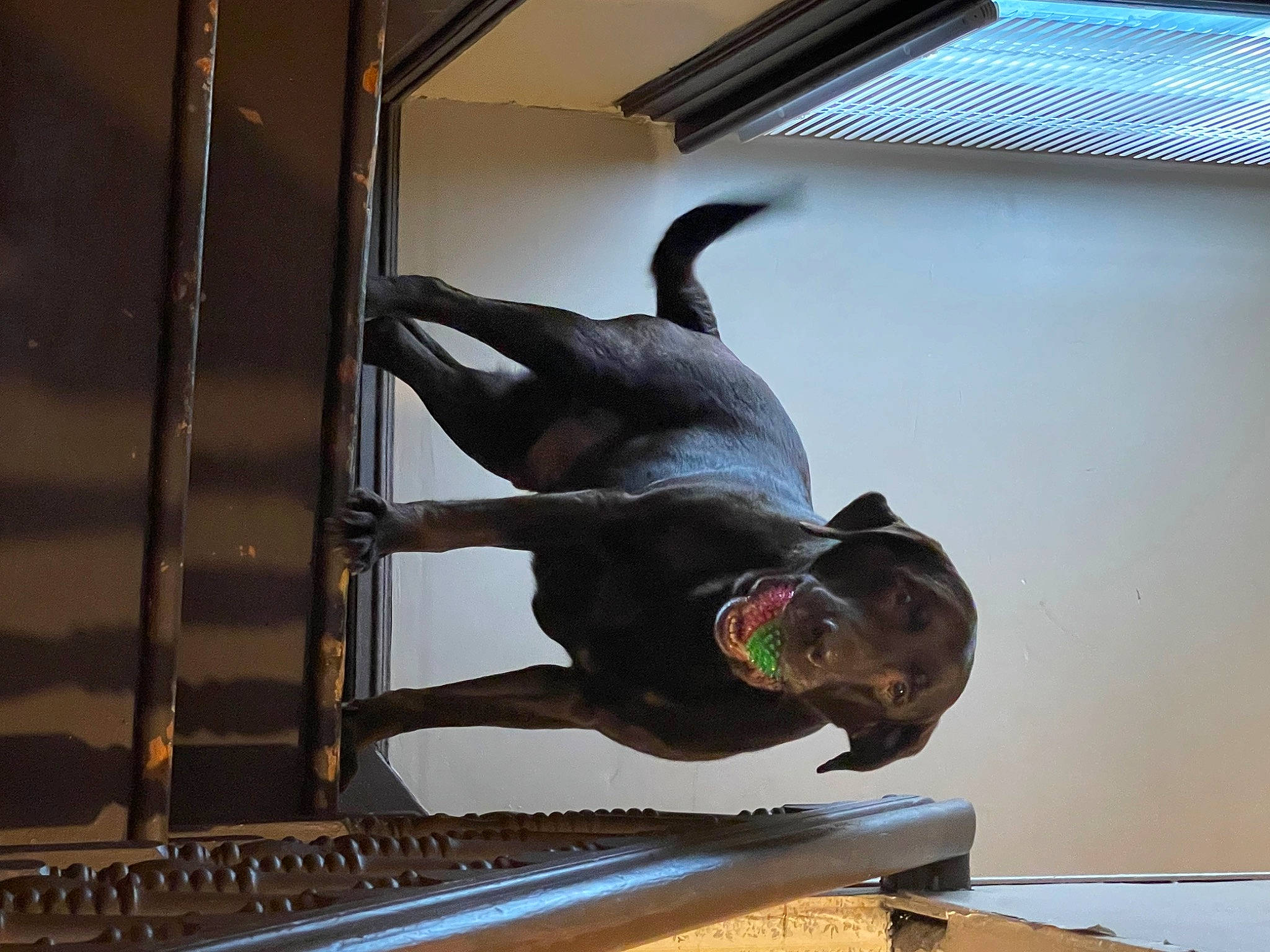 Apollo is registered to the contest to win money with this photo: canidae, carnivore, collar, companion_dog, dog, dog_breed, dog_collar, fawn, guard_dog, metal, personal_protective_equipment, pet_supply, recreation, smile, sporting_group, sunglasses, window, working_animal, working_dog