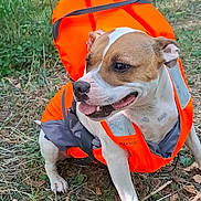Siwa participe au concours pour gagner de l'argent avec cette photo : dog, life_jacket, orange, outdoor, grass, leaves, nature, pet, happy, panting, camping, forest, animal, canine, summer, adventure, daylight, sitting, fur, playful