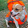 dog, life_jacket, orange, outdoor, grass, leaves, nature, pet, happy, panting, camping, forest, animal, canine, summer, adventure, daylight, sitting, fur, playful