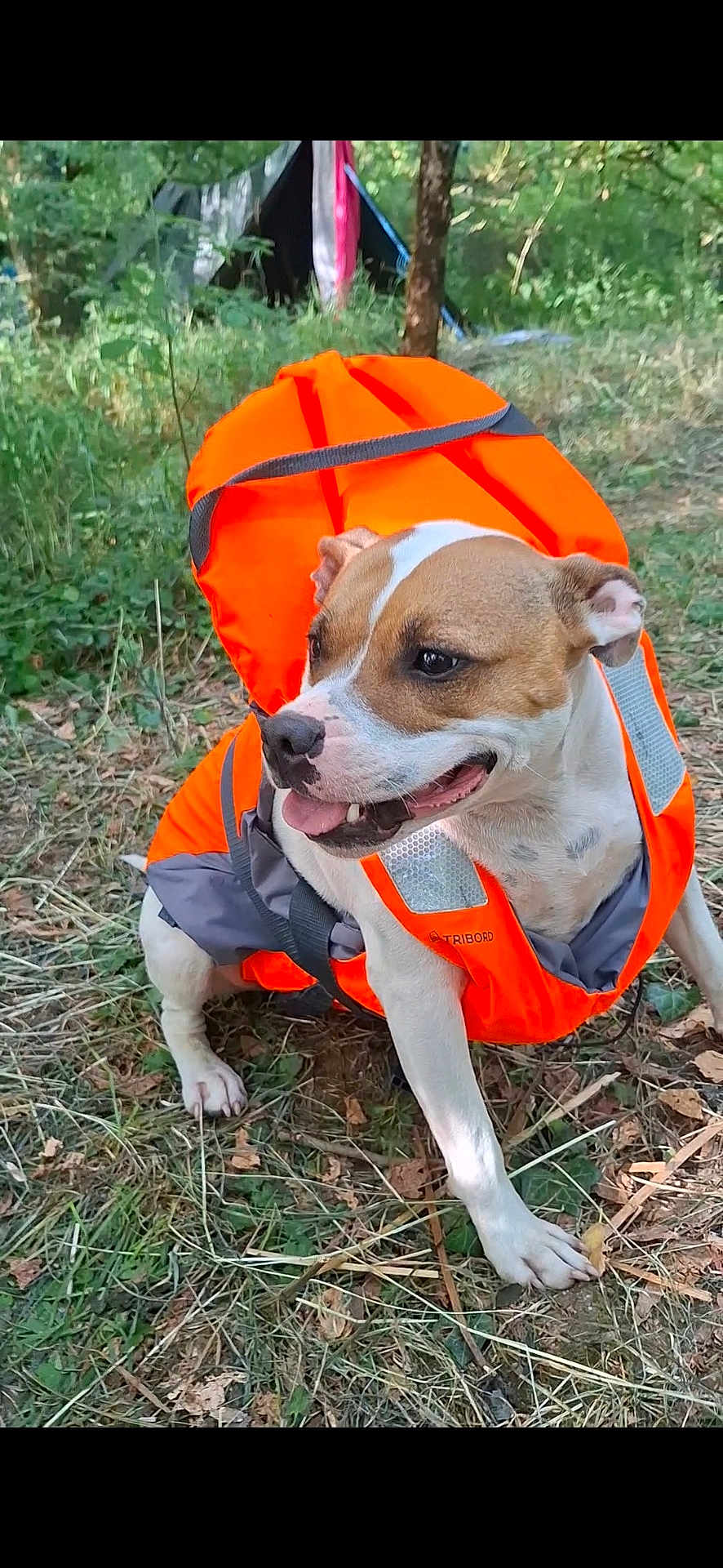 Siwa participe au concours pour gagner de l'argent avec cette photo : dog, life_jacket, orange, outdoor, grass, leaves, nature, pet, happy, panting, camping, forest, animal, canine, summer, adventure, daylight, sitting, fur, playful