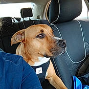 Luka Walkup joined the competition — help win amazing prizes! dog, brown_dog, car_interior, passenger_seat, dog_harness, window_light, seat_headrest, blue_shirt, dog_face, pet, animal, calm, side_view, car_seat, black_harness, dog_looking, vehicle, human_arm, blue_bag, indoor