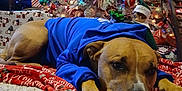 Luka Walkup joined the competition — help win amazing prizes! dog, blue_hoodie, christmas_tree, ornaments, holiday_lights, carpet, blanket, elf_doll, festive, indoors, relaxed, decorations, holiday, pet, brown_dog, christmas, celebration, resting, warm, cozy