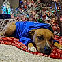 dog, blue_hoodie, christmas_tree, ornaments, holiday_lights, carpet, blanket, elf_doll, festive, indoors, relaxed, decorations, holiday, pet, brown_dog, christmas, celebration, resting, warm, cozy