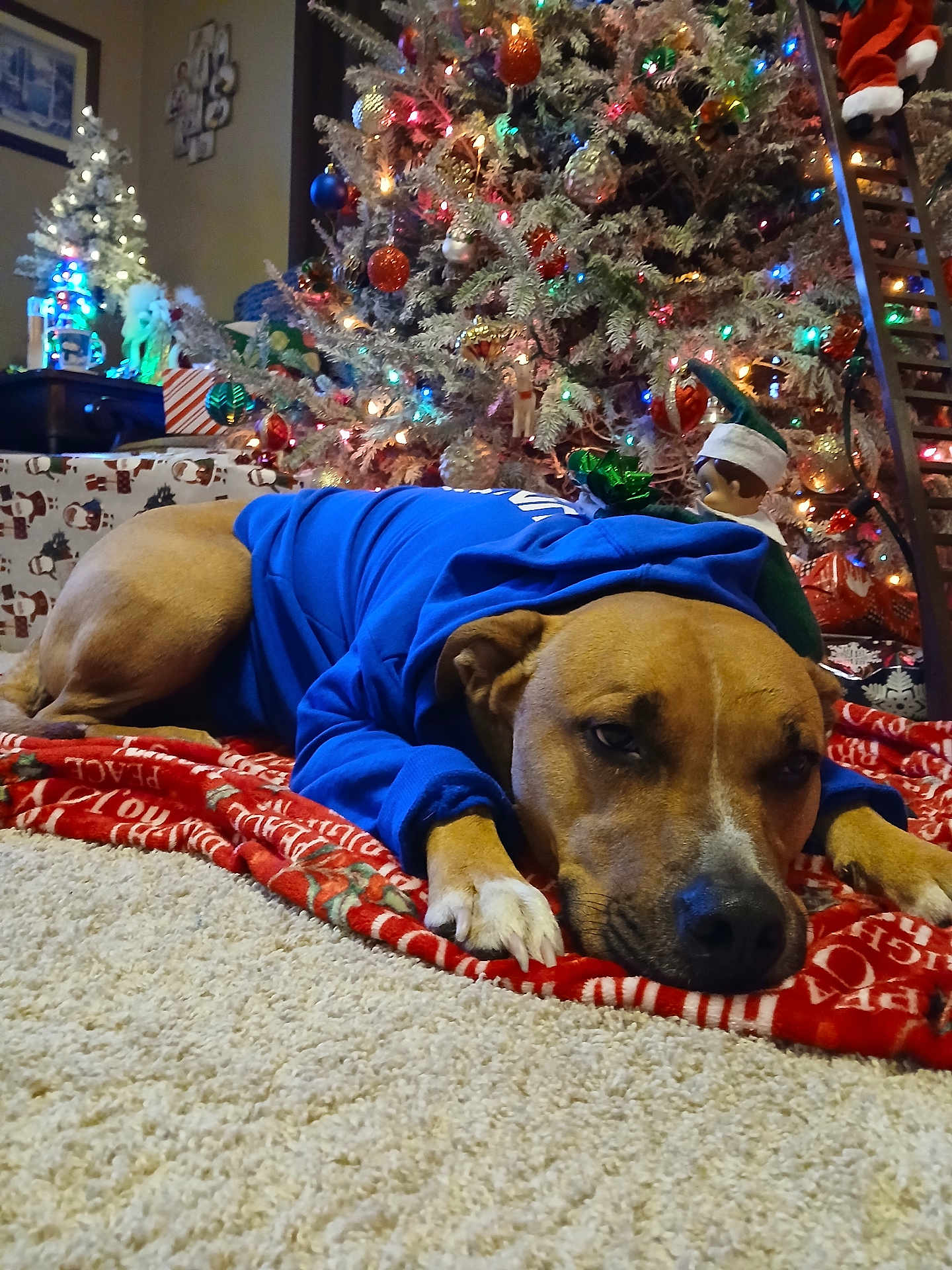 Luka Walkup joined the competition — help win amazing prizes! dog, blue_hoodie, christmas_tree, ornaments, holiday_lights, carpet, blanket, elf_doll, festive, indoors, relaxed, decorations, holiday, pet, brown_dog, christmas, celebration, resting, warm, cozy