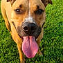 Luka Walkup is registered to the contest to win money with this photo: dog, tongue, grass, outdoor, pet, animal, happy, closeup, brown, canine, nature, playful, summer, friendly, muzzle, ears, snout, fur, daylight, portrait