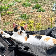 Bingo a rejoint le concours — aidez-le/la à gagner de superbes lots ! cat, calico_cat, animal, pet, feline, lying_down, relaxed, outdoor, garden, plants, flowers, suitcase, luggage, black_bag, travel, backyard, fence, sunlight, photography, colorful_coat
