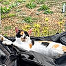 cat, calico_cat, animal, pet, feline, lying_down, relaxed, outdoor, garden, plants, flowers, suitcase, luggage, black_bag, travel, backyard, fence, sunlight, photography, colorful_coat
