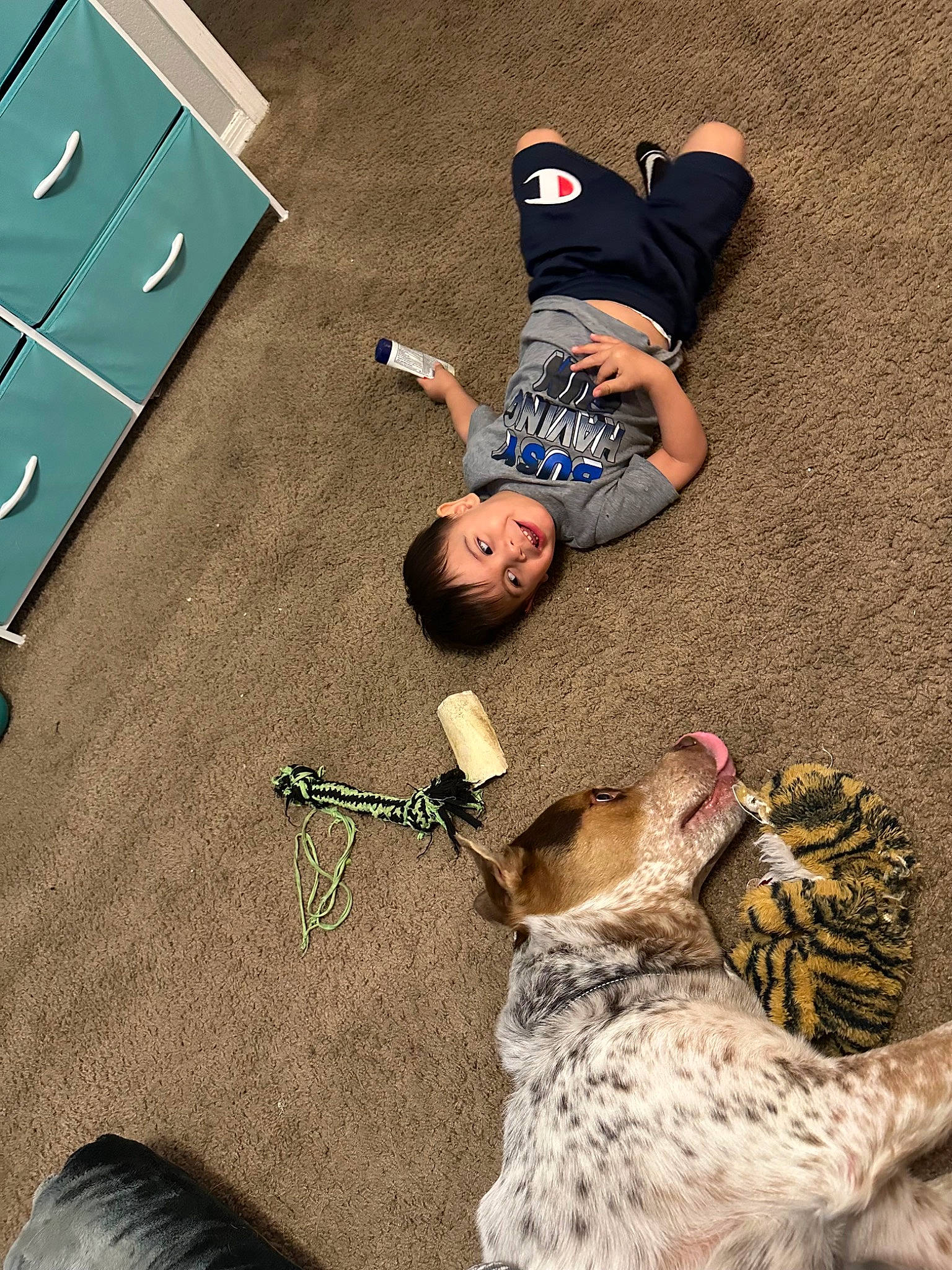 Fatboy joined the competition — help win amazing prizes! art, big_cats, companion_dog, dog_breed, fawn, felidae, flooring, fun, fur, grass, happy, leg, leisure, recreation, sitting, small_to_medium_sized_cats, smile, snapshot, terrestrial_animal, whiskers