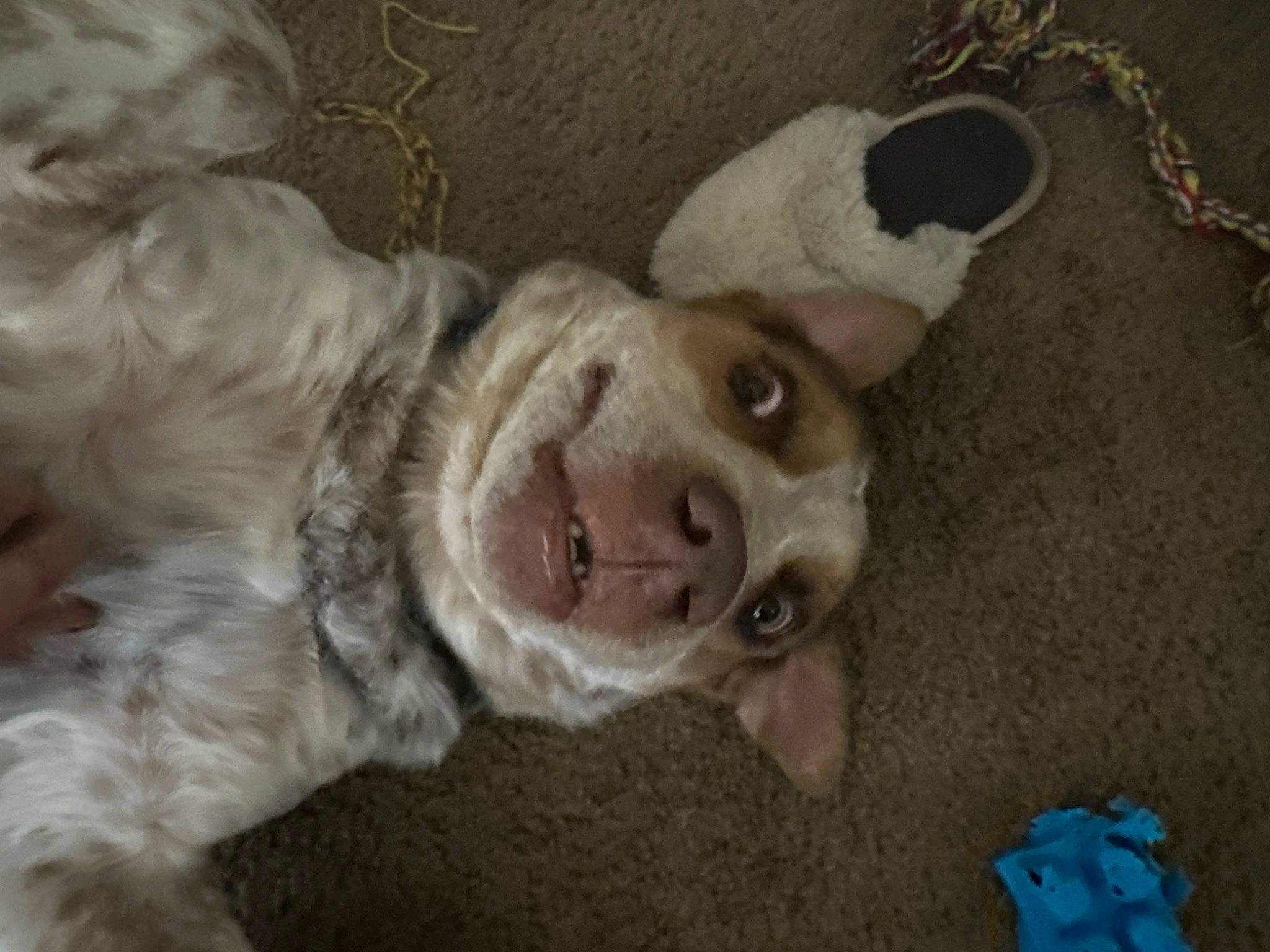 Fatboy joined the competition — help win amazing prizes! carnivore, companion_dog, dog, dog_breed, ear, electric_blue, fur, liver, paw, spaniel, sporting_group, toy, whiskers, working_animal