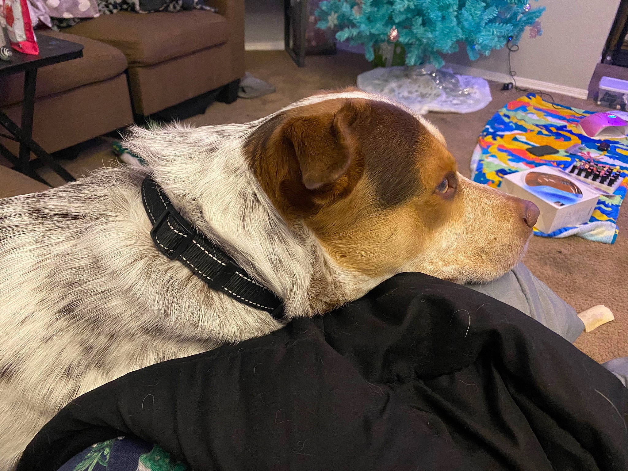 Fatboy is registered to the contest to win money with this photo: carnivore, chair, collar, comfort, companion_dog, dog, dog_breed, dog_supply, fawn, fur, furniture, living_room, pet_supply, picture_frame, retriever, room, snout, sporting_group, whiskers, working_animal