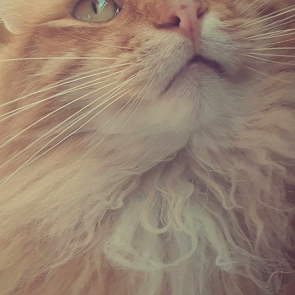 Rusty joined the competition — help win amazing prizes! abyssinian, accessories, angora, animal, bodypart, cat, face, glasses, hardwood, head, kitten, manx, mouth, person, pet, photography, portrait, siamese, snout, wood