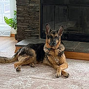 Sam is registered to the contest to win money with this photo: black_and_tan, canine, collar, dog, fireplace, floppy_ears, fur, german_shepherd, houseplant, indoor, living_room, lying_down, paws, pet, pointed_ears, rug, sitting, stone_wall, tail, window