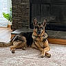 black_and_tan, canine, collar, dog, fireplace, floppy_ears, fur, german_shepherd, houseplant, indoor, living_room, lying_down, paws, pet, pointed_ears, rug, sitting, stone_wall, tail, window