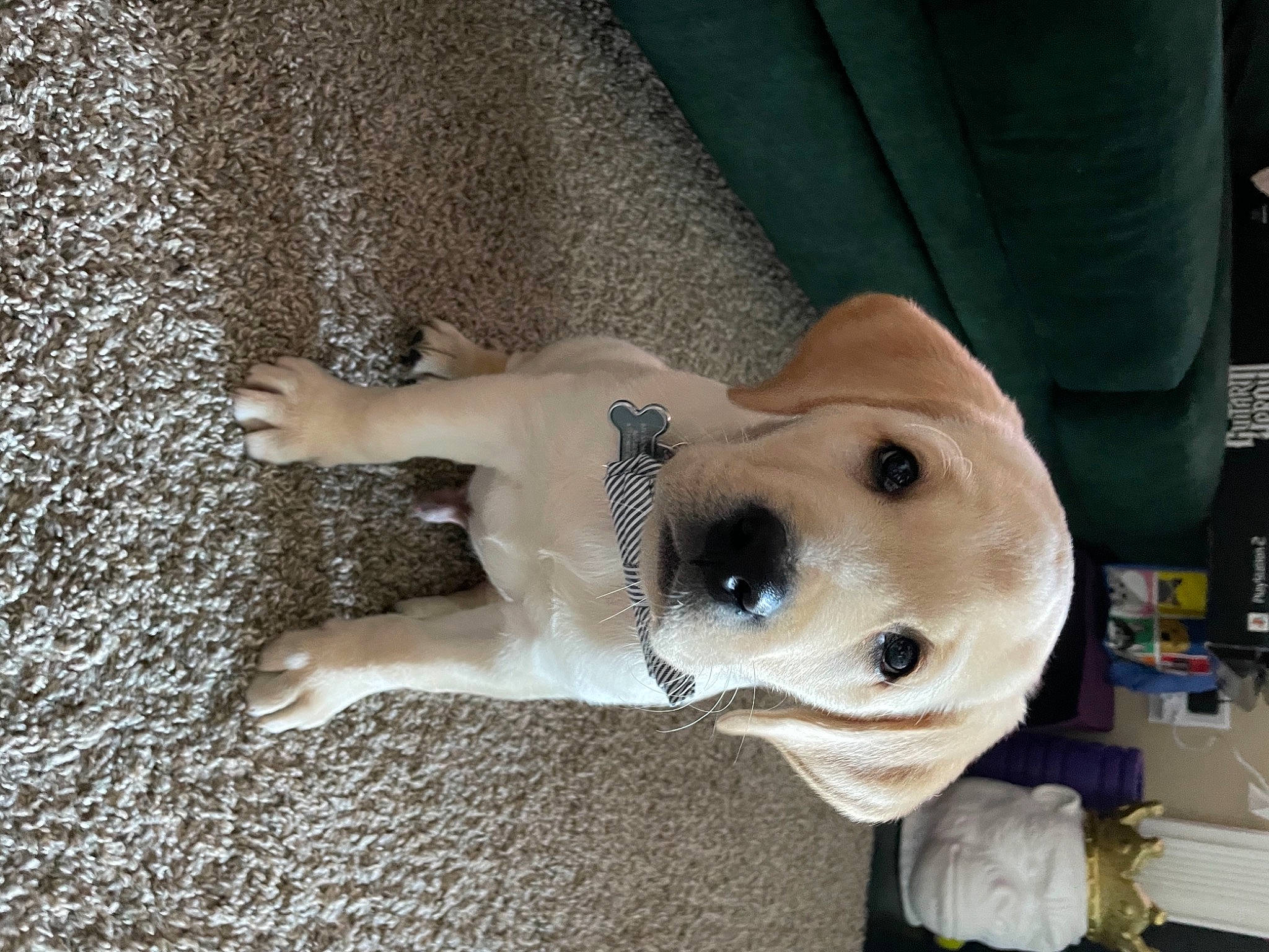 Gabe is registered to the contest to win money with this photo: canidae, carnivore, collar, companion_dog, concrete, dog, dog_breed, dog_collar, fawn, hat, non_sporting_group, pet_supply, snout, soil, sporting_group, tail, wood, working_animal