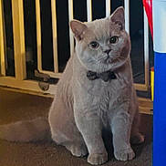 Simba is registered to the contest to win money with this photo: cat, bow_tie, pet, animal, fluffy, feline, sitting, indoor, gate, concrete_floor, cute, portrait, whiskers, ears, tail, domestic_cat, looking, alert, evening, close_up