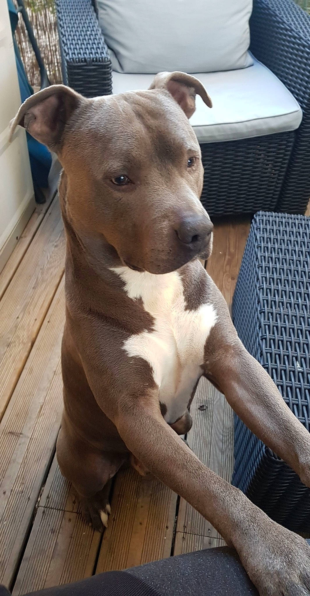 Kaiser a rejoint le concours — aidez-le/la à gagner de superbes lots ! american_pit_bull_terrier, bull_and_terrier, canidae, carnivore, dog, dog_breed, fawn, mammal, non_sporting_group, old_english_terrier, pit_bull, rare_breed_dog, snout, sporting_group, vertebrate