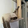 animal, cat, cat_tree, climbing, cozy, cute, door, feline, fur, furniture, home, indoor, paw, pet, relaxed, resting, scratching_post, sleeping, stretching, wall