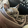Suzy participe au concours pour gagner de l'argent avec cette photo : animal, blanket, cat, closeup, cozy, cushion, cute, domestic_animal, ears, fur, gray_cat, indoor, paw, pet, relaxing, resting, sleepy, soft_texture, textile, whiskers