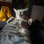 Tequila is registered to the contest to win money with this photo: cat, animal, feline, fur, tongue, indoor, tapestry, yellow_jacket, blurred, close_up, resting, paw, stripe_pattern, bed, shadow, colorful_background, cozy, relaxed, tongue_out, domestic_pet