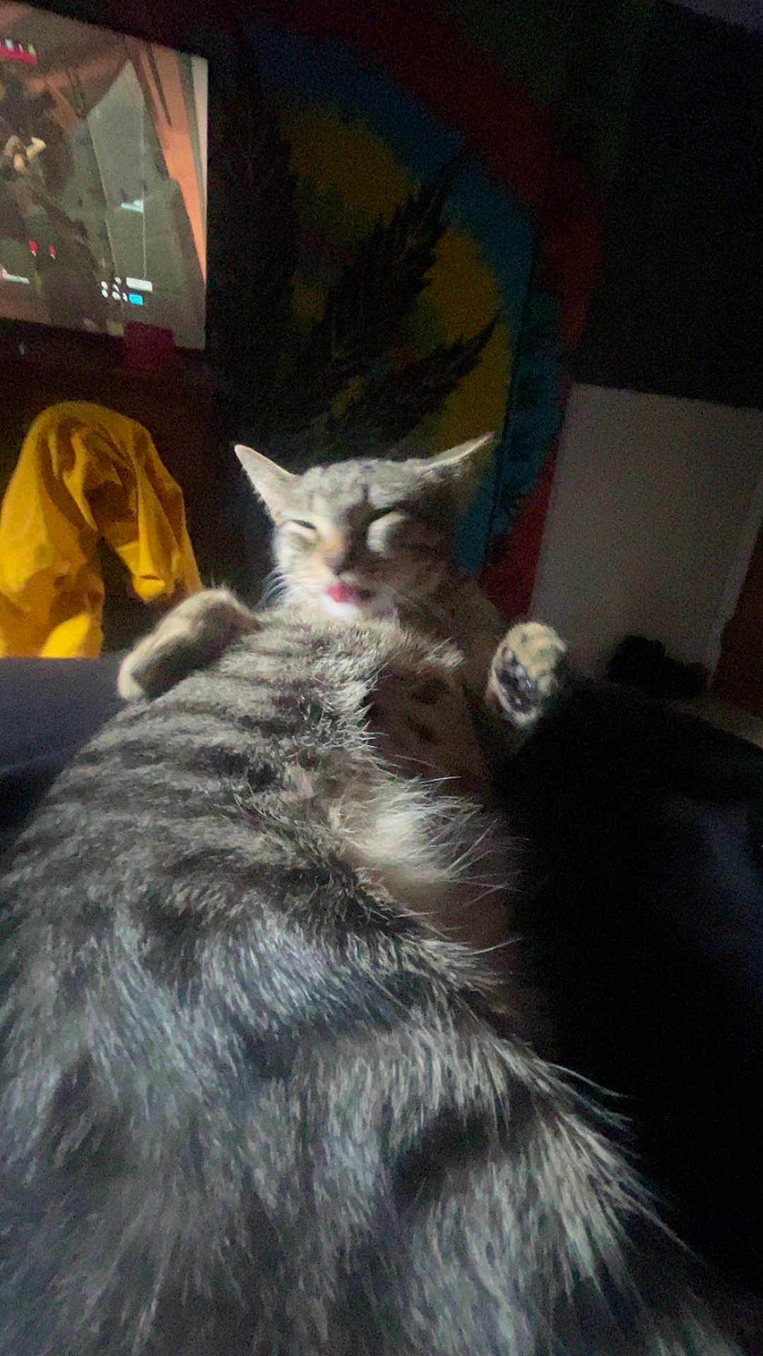 Tequila is registered to the contest to win money with this photo: cat, animal, feline, fur, tongue, indoor, tapestry, yellow_jacket, blurred, close_up, resting, paw, stripe_pattern, bed, shadow, colorful_background, cozy, relaxed, tongue_out, domestic_pet