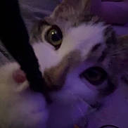 Whiskey joined the competition — help win amazing prizes! cat, close_up, paw, string, cord, indoor, pet, animal, curious, playing, purple_light, low_light, feline, whiskers, ears, eye, nose, fur, domestic_animal, closeup