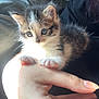 kitten, cat, hand, feline, pet, small, cute, animal, fur, whiskers, indoor, closeup, paw, resting, young, domestic, soft, light, person, interaction