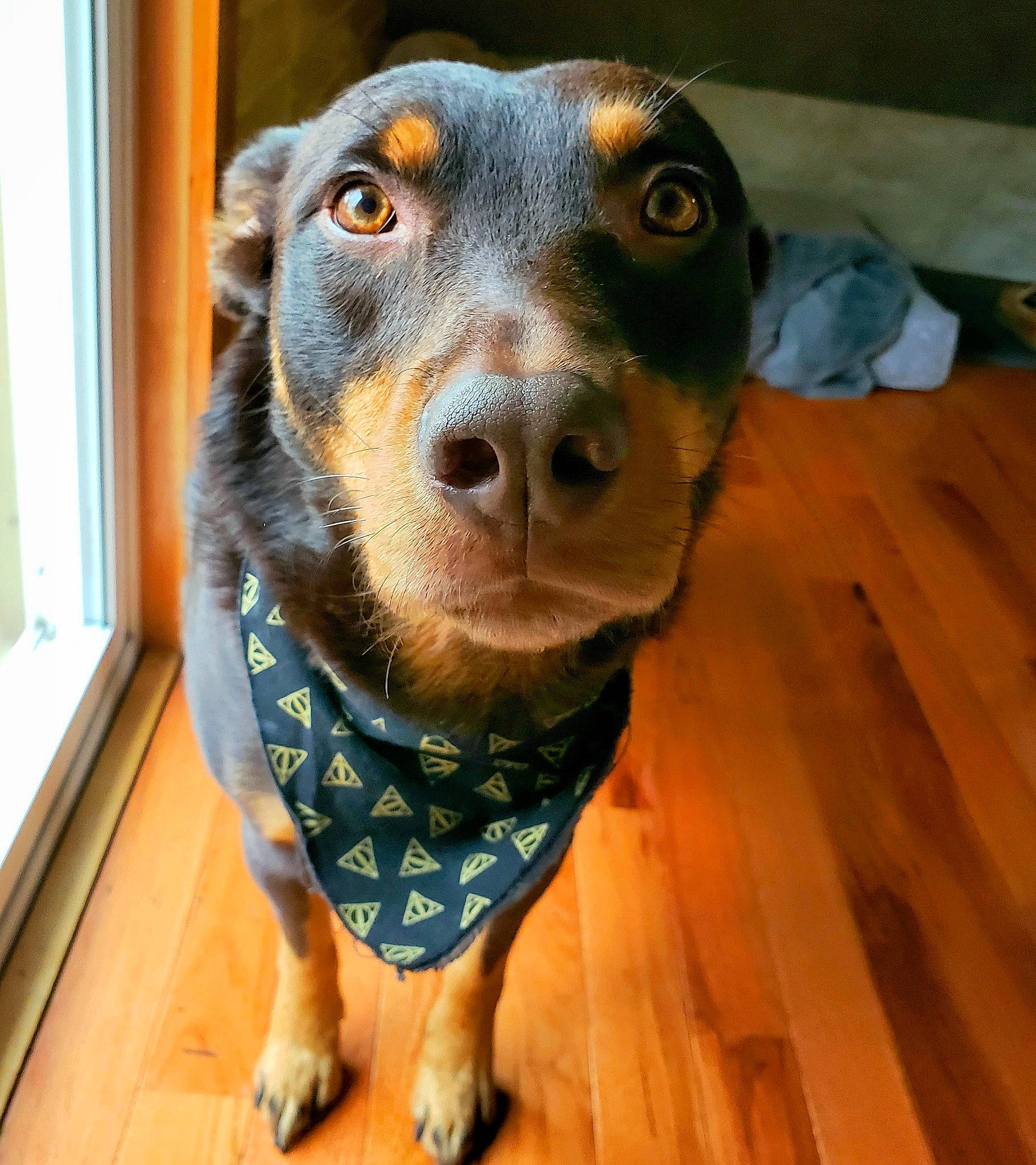 Bruno joined the competition — help win amazing prizes! canidae, carnivore, dachshund, dog, dog_breed, huntaway, louisiana_catahoula_leopard_dog, mammal, snout, sporting_group, vertebrate, whiskers, working_dog