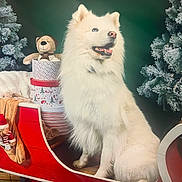 Tyrex participe au concours pour gagner de l'argent avec cette photo : animal, celebration, christmas, christmas_tree, cozy, decorations, dog, festive, frosted_tree, fur, gift_box, holiday, indoor, pet, plush_toy, seasonal, sleigh, teddy_bear, white_dog, winter